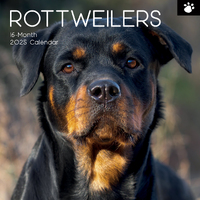 2025 Calendar Rottweilers 16-Month Square Wall Gifted Stationery GSC25178