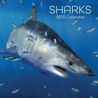 2025 Calendar Sharks 16-Month Square Wall Gifted Stationery GSC25185