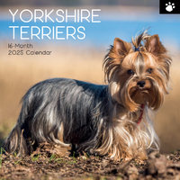 2025 Calendar Yorkshire Terriers 16-Month Square Wall Gifted Stationery GSC25265