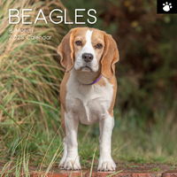 2025 Calendar Beagles 16-Month Square Wall Gifted Stationery GSC24916