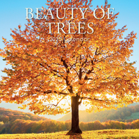 2025 Calendar Beauty of Trees 16-Month Square Wall Gifted Stationery GSC24921