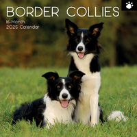 2025 Calendar Border Collies 16-Month Square Wall Gifted Stationery GSC24941