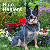 2025 Calendar Blue Heelers 16-Month Mini Wall Browntrout BT73402