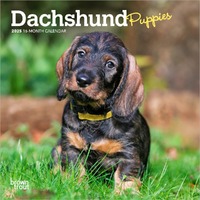 2025 Calendar Dachshund Puppies 16-Month Mini Wall Browntrout BT73556