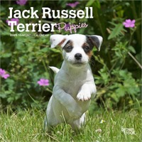 2025 Calendar Jack Russell Terrier Puppies 16-Month Mini Wall Browntrout BT73686