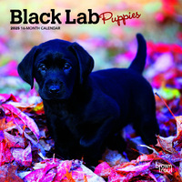 2025 Calendar Black Lab Puppies 16-Month Mini Wall Browntrout BT73723