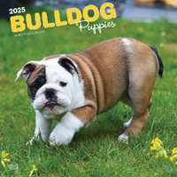 2025 Calendar Bulldog Puppies 16-Month Square Wall Browntrout BT74539