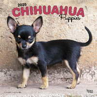 2025 Calendar Chihuahua Puppies 16-Month Square Wall Browntrout BT74652