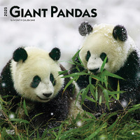 2025 Calendar Giant Pandas 16-Month Square Wall Browntrout BT74843