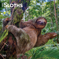 2025 Calendar Sloths 16-Month Square Wall Browntrout BT75703