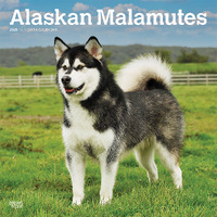 2025 Calendar Alaskan Malamutes 16-Month Square Wall Browntrout BT76489