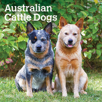 2025 Calendar Australian Cattle Dogs 16-Month Square Wall Browntrout BT76533