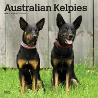 2025 Calendar Australian Kelpies 16-Month Square Wall Browntrout BT76540