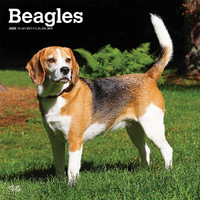 2025 Calendar Beagles 16-Month Square Wall Browntrout BT76618