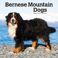 2025 Calendar Bernese Mountain Dogs 16-Month Square Wall Browntrout BT76625