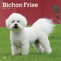 2025 Calendar Bichon Frise 16-Month Square Wall Browntrout BT76632