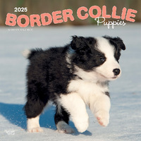 2025 Calendar Border Collie Puppies 16-Month Square Wall Browntrout BT76670