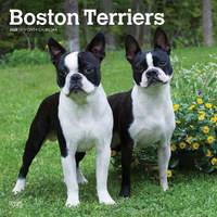 2025 Calendar Boston Terriers 16-Month Square Wall Browntrout BT76700