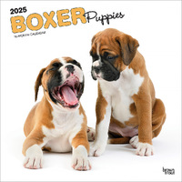 2025 Calendar Boxer Puppies 16-Month Square Wall Browntrout BT76717