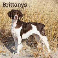 2025 Calendar Brittanys 16-Month Square Wall Browntrout BT76731