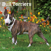 2025 Calendar Bull Terriers 16-Month Square Wall Browntrout BT76748