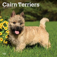 2025 Calendar Cairn Terriers 16-Month Square Wall Browntrout BT76779