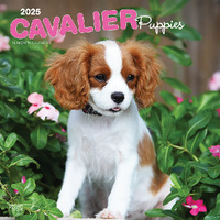 2025 Calendar Cavalier King Charles Spaniel Puppies 16-Month Square Wall Browntrout BT76816