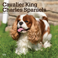 2025 Calendar Cavalier King Charles Spaniels 16-Month Square Wall Browntrout BT76823