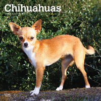 2025 Calendar Chihuahuas 16-Month Square Wall Browntrout BT76847