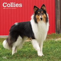 2025 Calendar Collies 16-Month Square Wall Browntrout BT76861