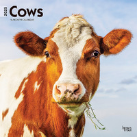 2025 Calendar Cows 16-Month Square Wall Browntrout BT76892