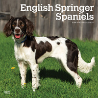 2025 Calendar English Springer Spaniels 16-Month Square Wall Browntrout BT76960