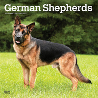 2025 Calendar German Shepherds 16-Month Square Wall Browntrout BT77011