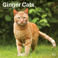 2025 Calendar Ginger Cats 16-Month Square Wall Browntrout BT77035