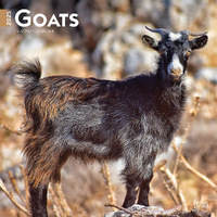 2025 Calendar Goats 16-Month Square Wall Browntrout BT77042