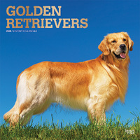 2025 Calendar Golden Retrievers 16-Month Square Wall Browntrout BT77073