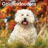 2025 Calendar Goldendoodles 16-Month Square Wall Browntrout BT77080