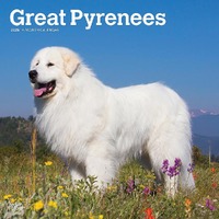 2025 Calendar Great Pyrenees 16-Month Square Wall Browntrout BT77110