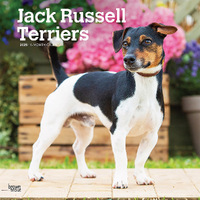 2025 Calendar Jack Russell Terriers 16-Month Square Wall Browntrout BT77233