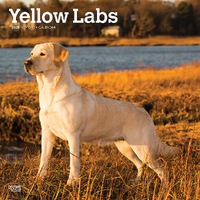 2025 Calendar Yellow Labrador Retrievers 16-Month Square Wall Browntrout BT77363