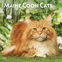 2025 Calendar Maine Coon Cats 16-Month Square Wall Browntrout BT77387