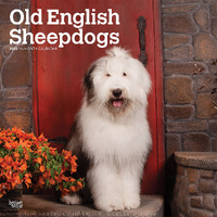 2025 Calendar Old English Sheepdogs 16-Month Square Wall Browntrout BT77486