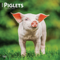 2025 Calendar Piglets 16-Month Square Wall Browntrout BT77523