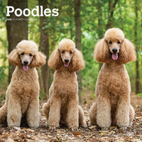 2025 Calendar Poodles 16-Month Square Wall Browntrout BT77547