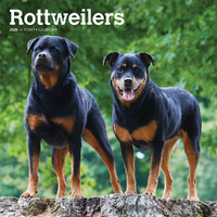 2025 Calendar Rottweilers 16-Month Square Wall Browntrout BT77646