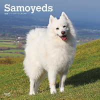 2025 Calendar Samoyeds 16-Month Square Wall Browntrout BT77660