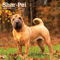 2025 Calendar Shar Pei 16-Month Square Wall Browntrout BT77707