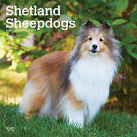 2025 Calendar Shetland Sheepdogs 16-Month Square Wall Browntrout BT77721