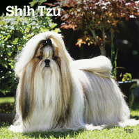 2025 Calendar Shih Tzu 16-Month Square Wall Browntrout BT77745