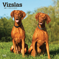 2025 Calendar Vizslas 16-Month Square Wall Browntrout BT77936